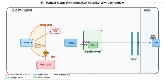 PORCN介导的Wnt棕榈酰化与分泌过程及Wnt-C59作用位点