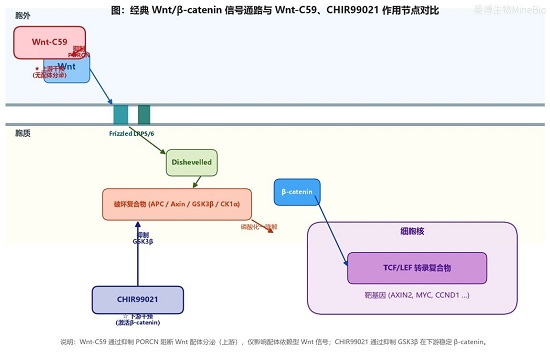 经典Wnt/β-catenin信号通路与Wnt-C59、CHIR99021作用节点对比