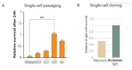 Biolaminin 521 支持高达 90%且稳定的 iPSC 单细胞存活率