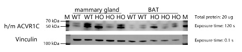 Western blot检测hACVR1C(3)敲入小鼠中ACVR1C的表达。（雄性，6周龄）-南模生物