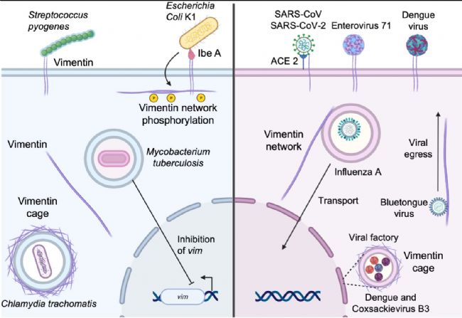 Vimentin IHC试剂盒：间充质标志物如何辅助判读？