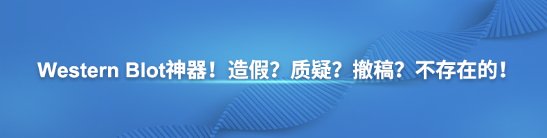 Western Blot神器！造假？质疑？撤稿？不存在的！