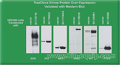 Trueclone �����������