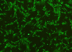 OriCell® GFP/RFP��ǵĹ�����ʸ�ϸ��*