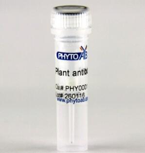 PHYB 抗体_报价/价格/性能参数/图, phytoab_生物器材网