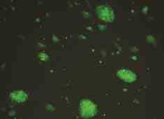 OriCell® GFP��ǵ���̥��ϸ��*