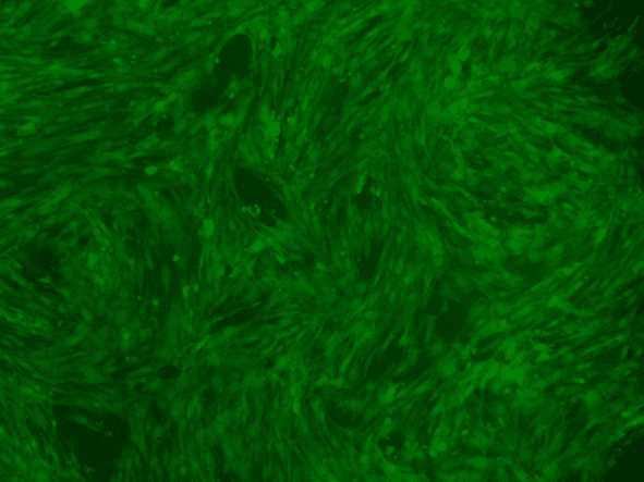 OriCell® GFP��ǵ���Ѫ��ϸ��*