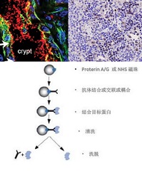����ӫ��/�黯/��������������