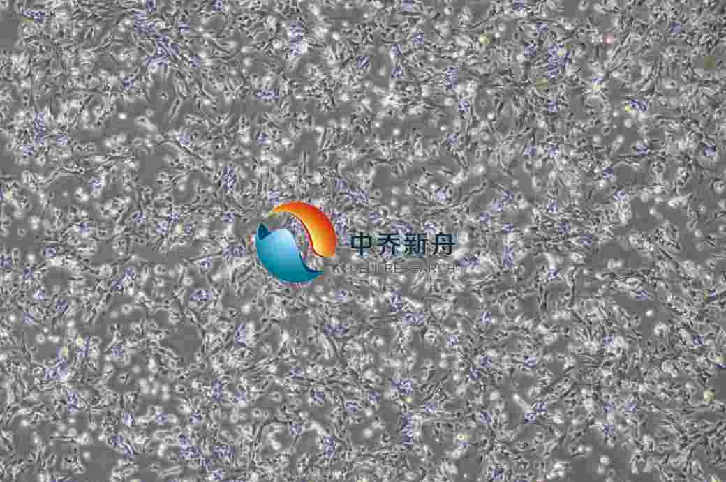 С����ͻ����ϸ��