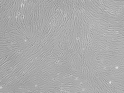 LL29 (AnHa)_报价/价格/性能参数/图, 格宁生物_生物器材网