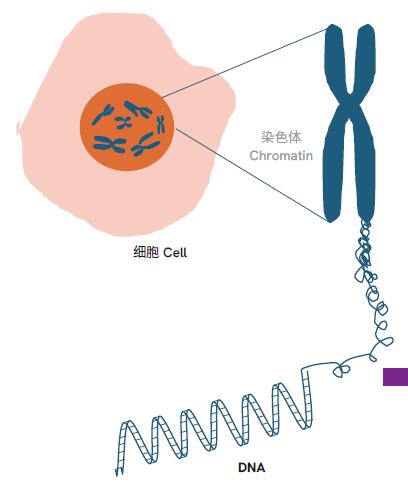 Dharmacon™ 基因调控试剂、基因文库