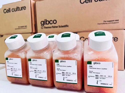Gibco 澳洲胎牛血清（10099-141）_报价/价格/性能参数/图, Gibco_生物器材网