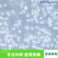 С��������ϸ��������