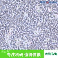 �˸����Ƥϸ��������