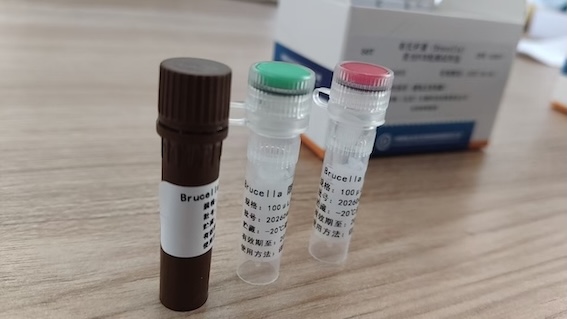 ��³�Ͼ�ӫ��RT-PCR����̽��ø��Ӧ��ϵ