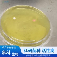 ��³˹��˿��ĸ