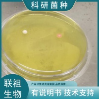 �ӻ���ѿ�߸˾�