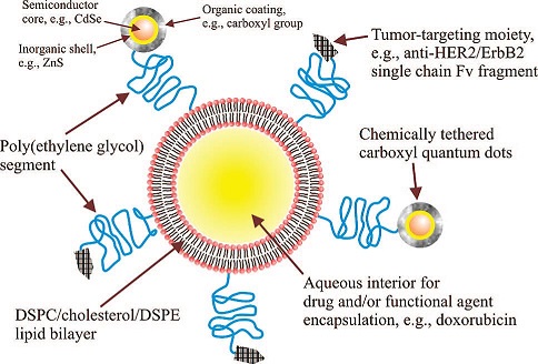 量子点偶联免疫脂质体构成多功能肿瘤靶向药物载体