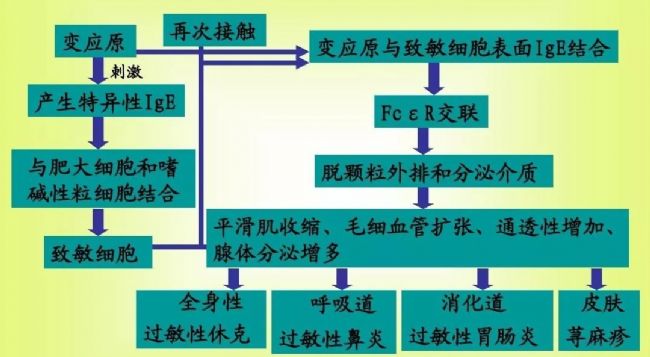 雄狮觉醒-抗体与Fc受体、补体的结合反应_生物器材网