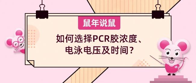 《鼠年说鼠》第十二期:如何选择PCR胶浓度、电泳电压及时间?