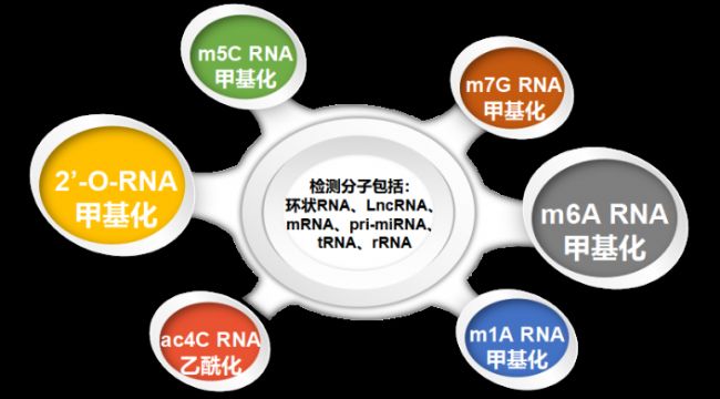 ��������RNA������ɫ