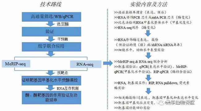 ���������Ƽ�RNA�����о�����·��