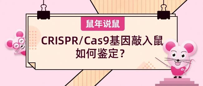 《鼠年說鼠》第十六期：CRISPR/Cas9基因敲入鼠如何鑒定？