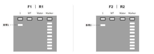 驗證F1代陽性鼠打靶是否正確-電泳結果