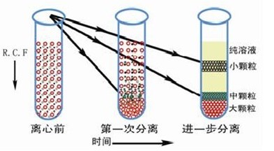 差速离心法动画图片