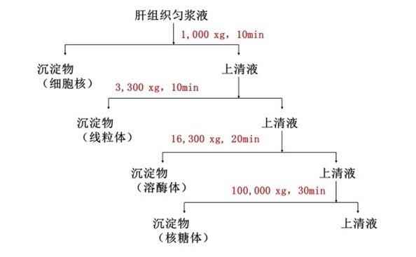 差速离心法原理图片