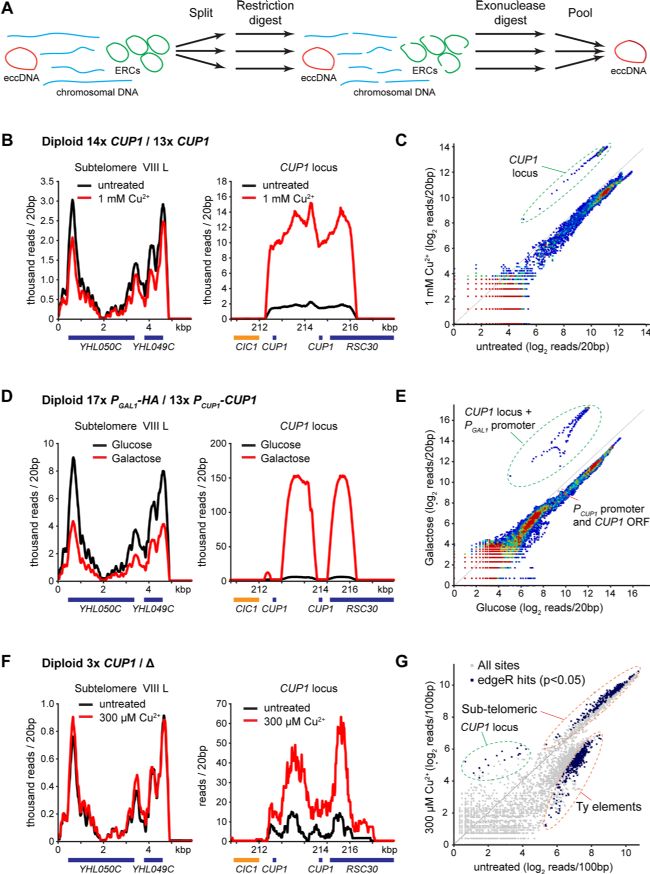 ��ĸ���ϻ�������ת¼�յ���Ⱦɫ���⻷״DNA���γ�