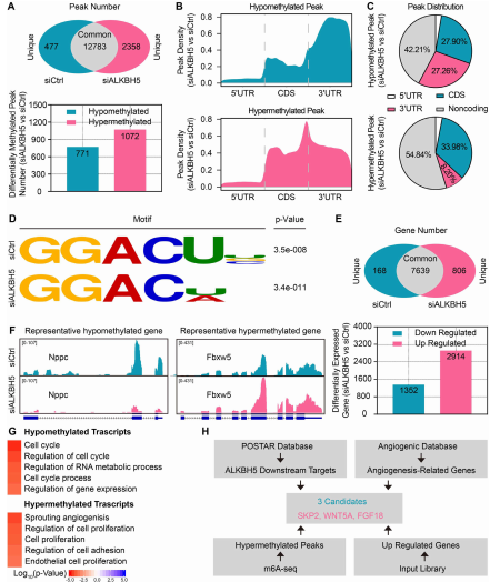 ��4�� MeRIP-seq����RNA-seq��ʾ��ALKBH5��Ǳ�ڰл���