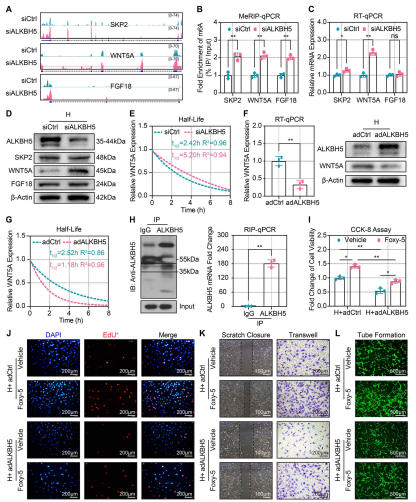 ��5��ALKBH5����WNT5A mRNA���ȶ��Ժ�˥��