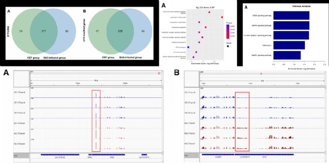 ����3.���������ϲ�����lncRNA������