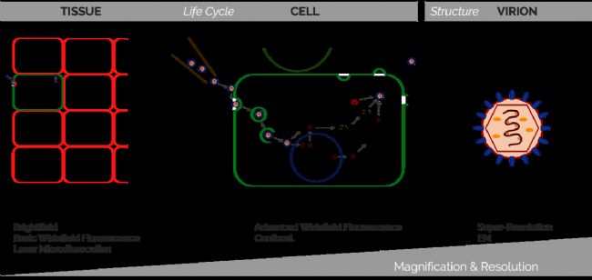 图1: 病毒可从组织到单个病毒颗粒的不同层面进行观察。对于这种方法，需要明显的放大倍数和分辨率。因此，研究人员选择了一种适合他们需要的显微镜技术。