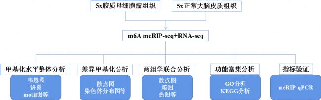 ����1������ĸϸ����circRNA m6A���α�����