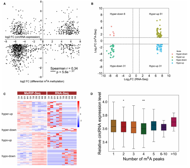 ��3��m6A MeRIP-seq��RNA-seq���Ϸ���