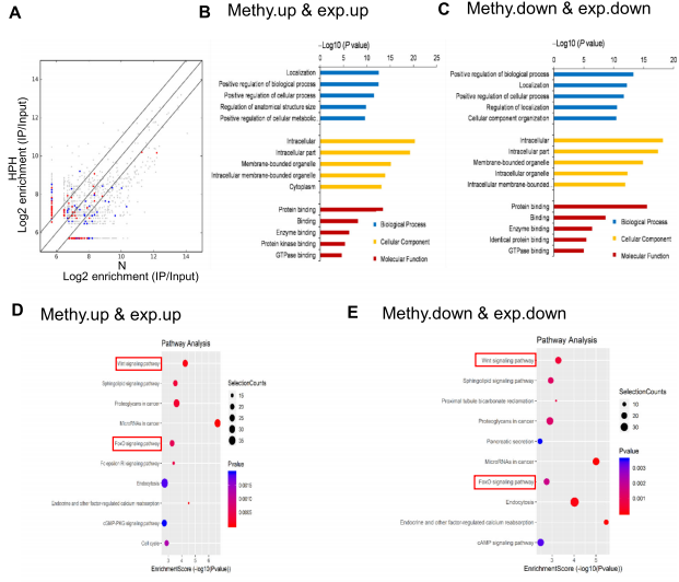 ��3��m6A MeRIP-seq��RNA-seq���Ϸ���