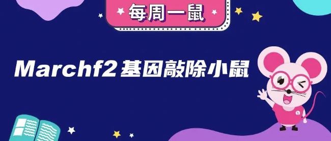 Marchf2基因敲除小鼠