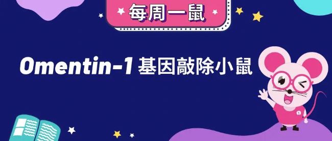 Omentin-1基因敲除小鼠