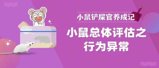 小鼠行为异常