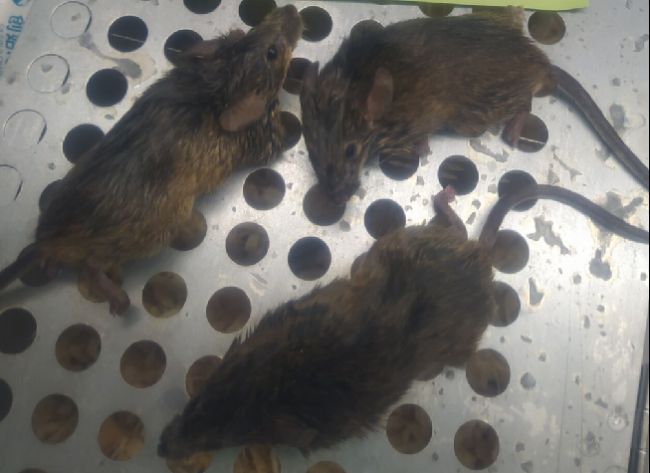 小鼠头部异常