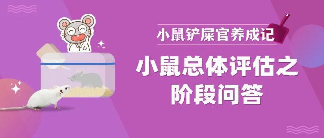 小鼠皮肤状态异常