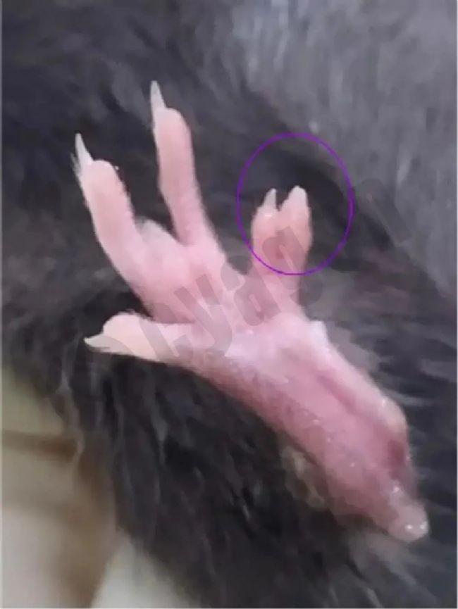 小鼠皮肤状态异常