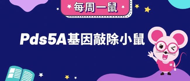 Pds5A基因敲除小鼠