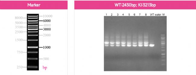 iPSC-EGFP-KIϸ��ģ�ͽ���