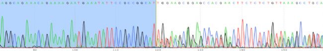 iPSC-EGFP-KIϸ��ģ��