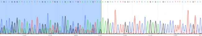 iPSC-EGFP-KIϸ��ģ��