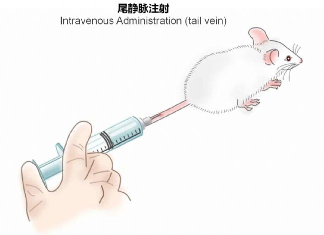 神经疾病CRO服务