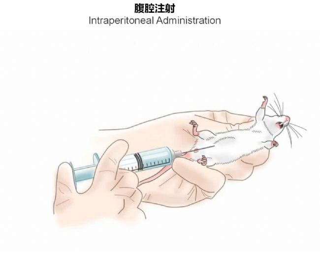 神经疾病CRO服务